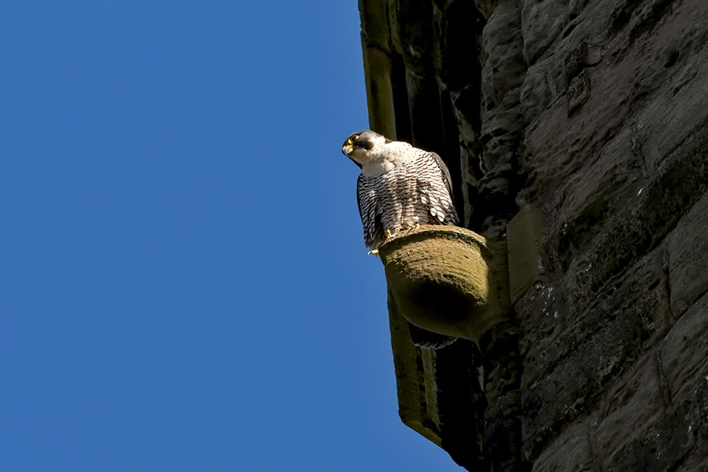 Peregrine Falcon