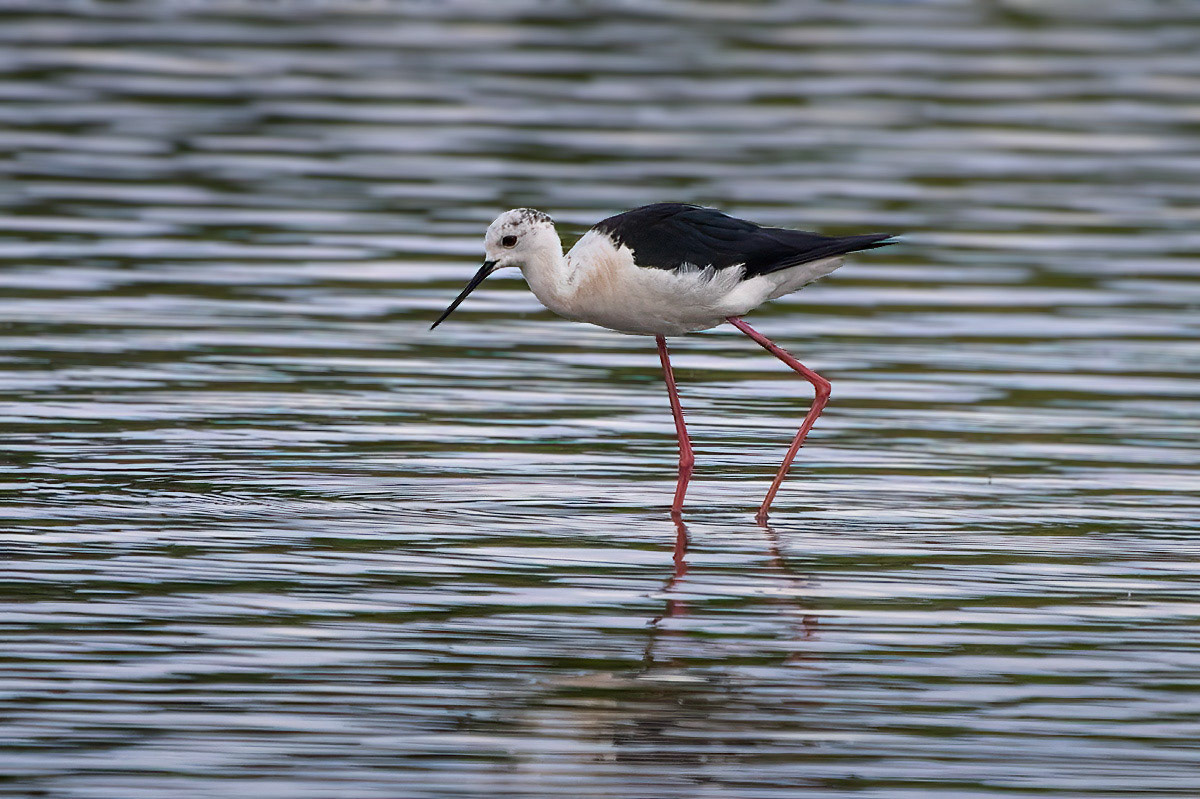 Black-winged Stilt