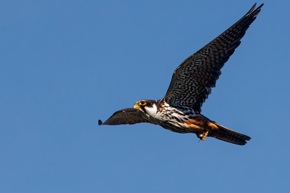 Hobby