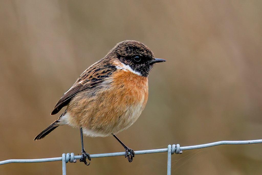 Stonechat