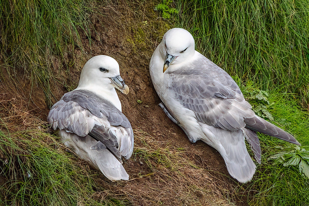 Fulmar