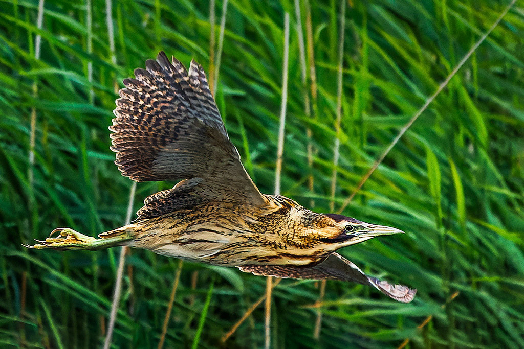 Bittern
