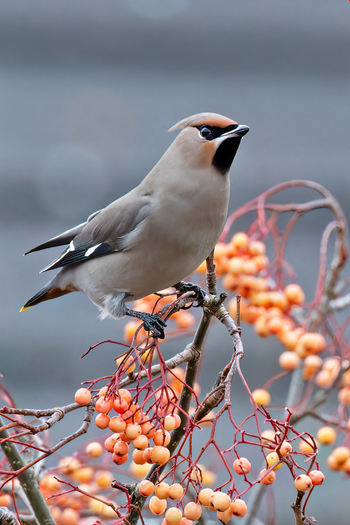 Waxwing