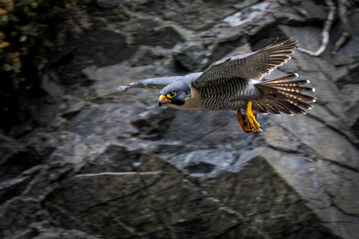 Peregrine