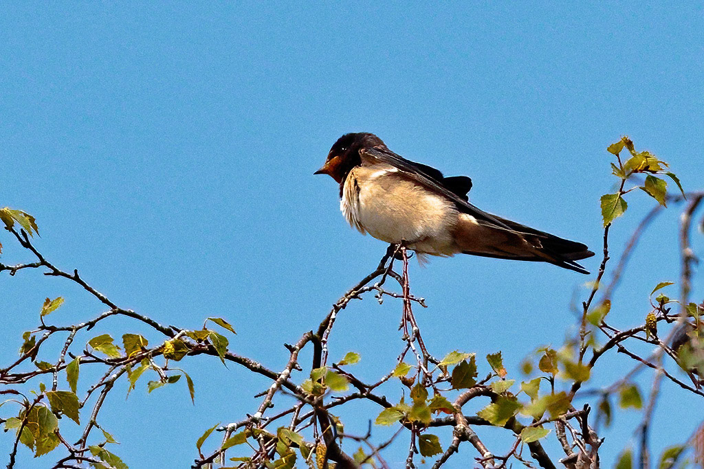 Swallow