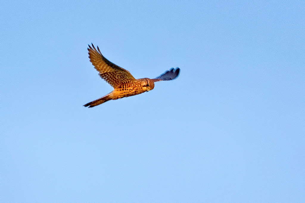 Kestrel