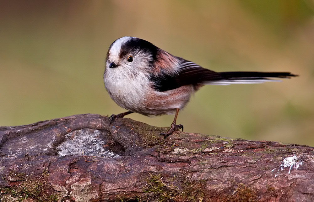 Long-tailed Tit