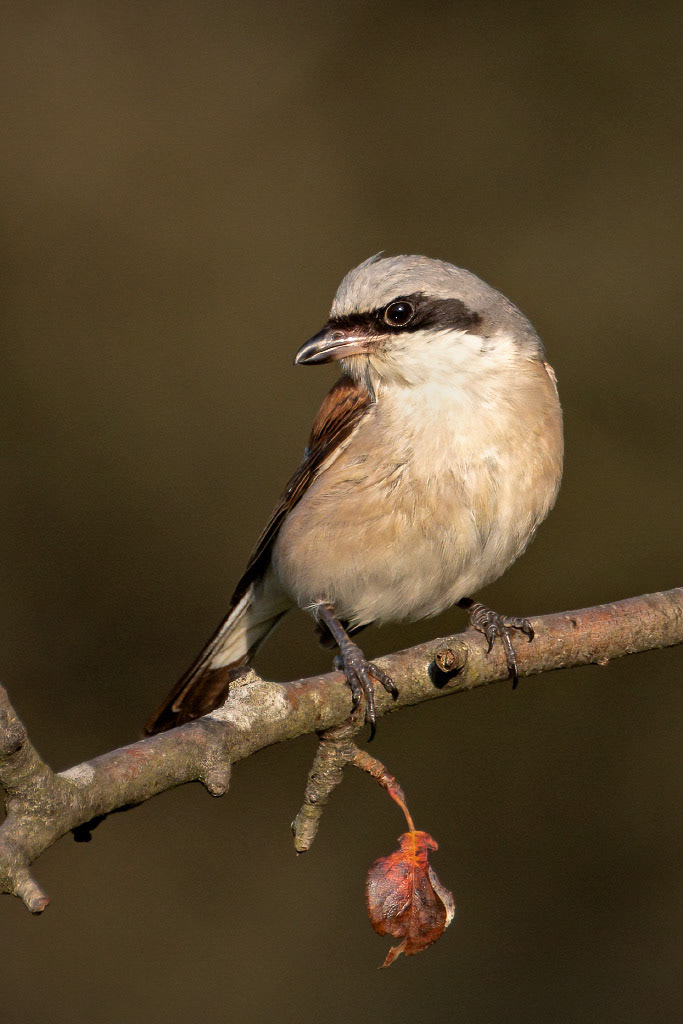Red-backed Shrike