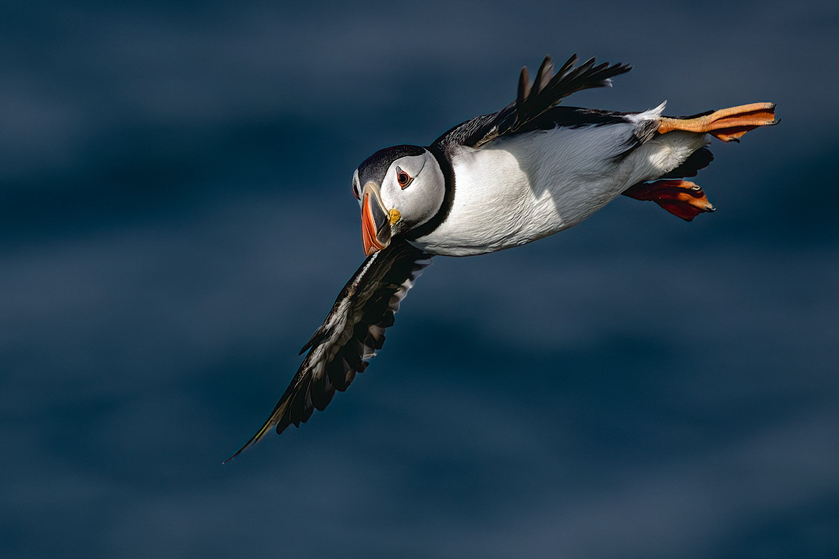 Puffin