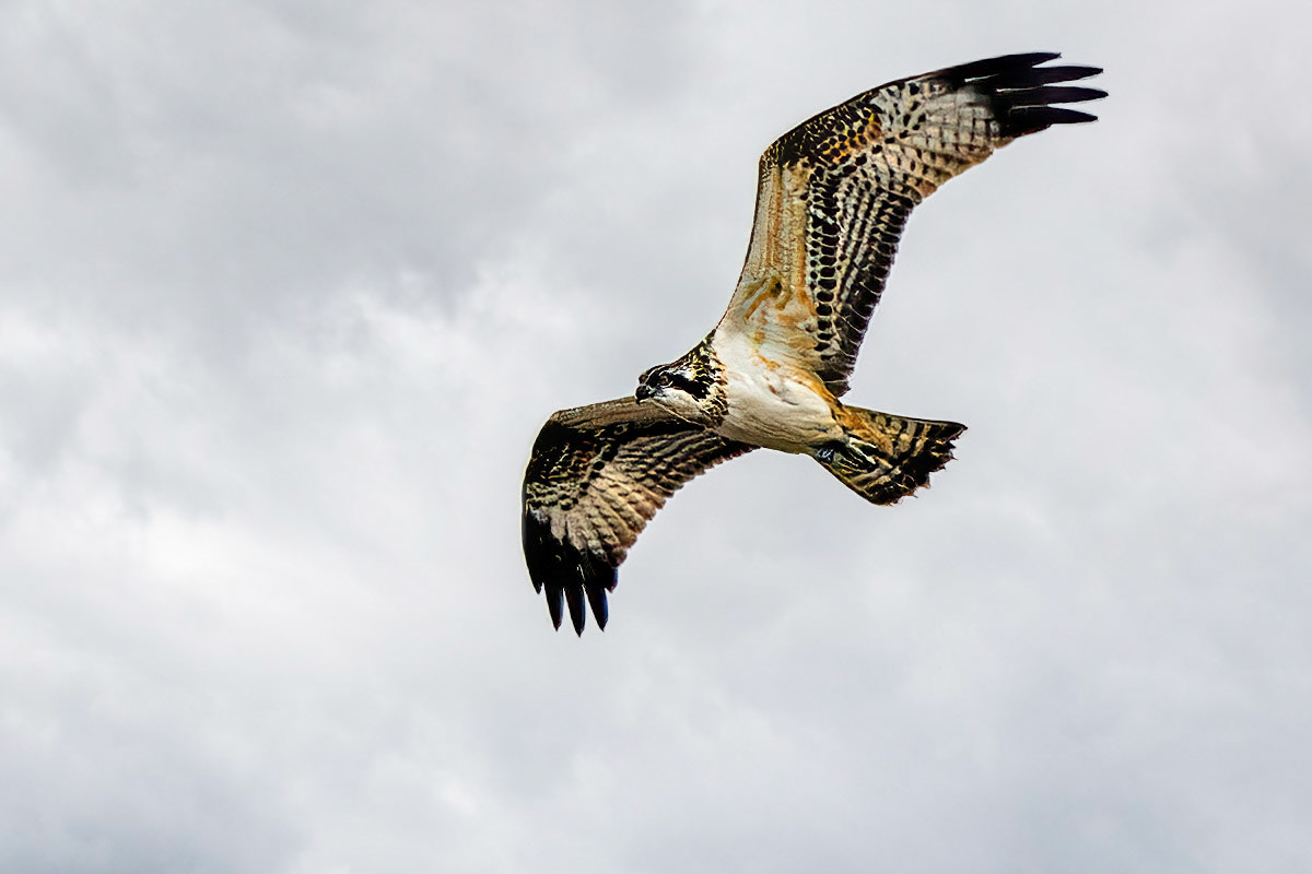 Osprey