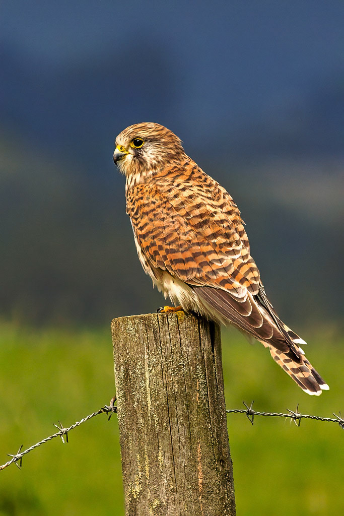 Kestrel
