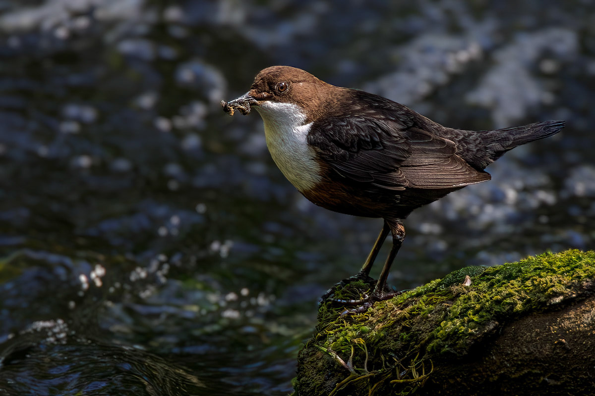 Dipper