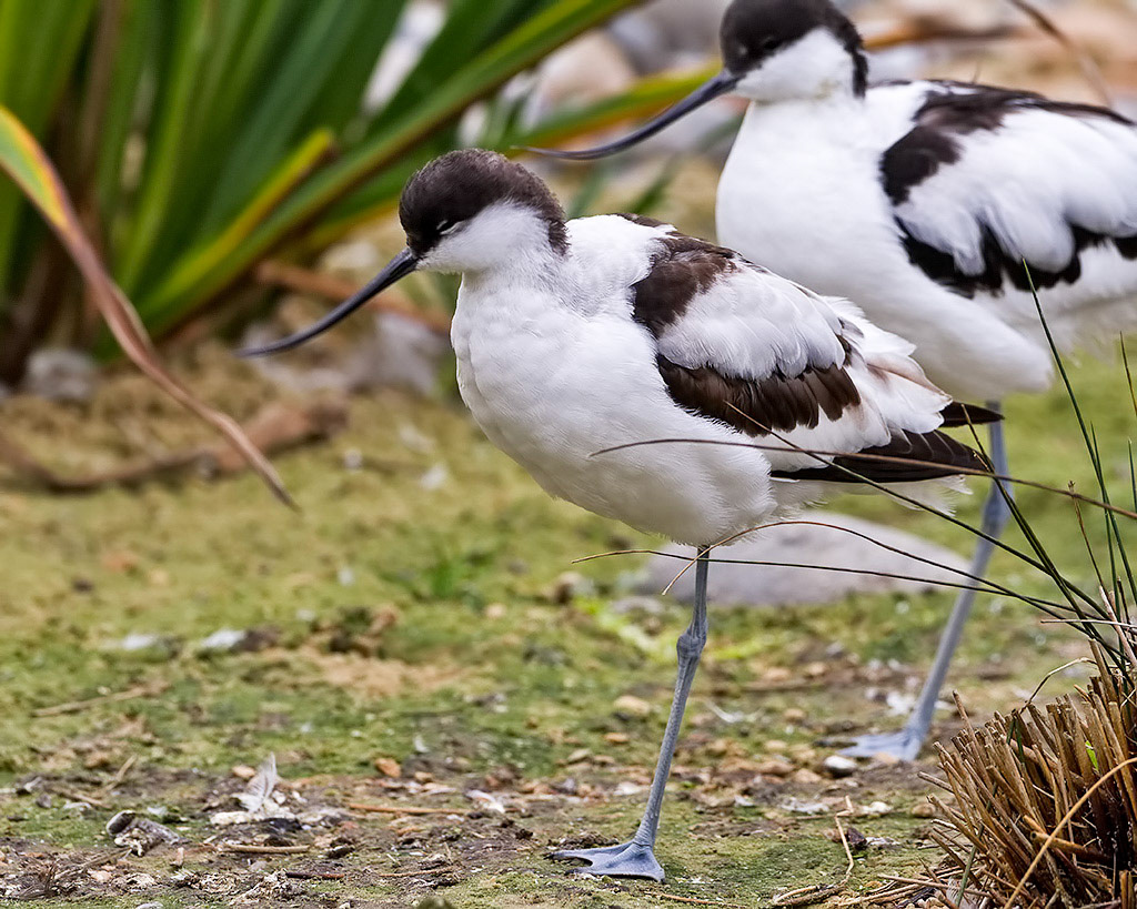Avocet
