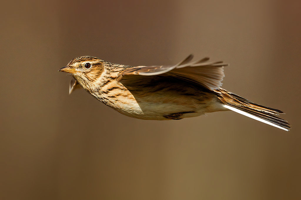 Skylark