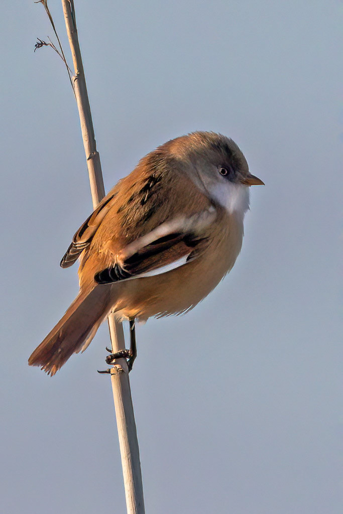 Bearded Tit