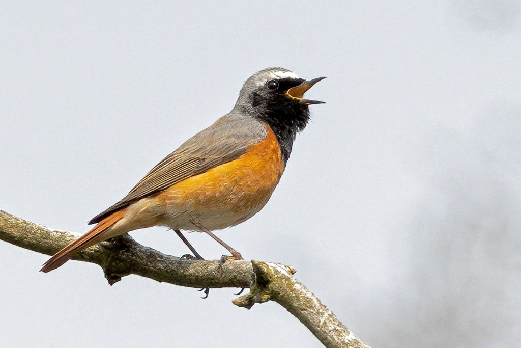 Redstart