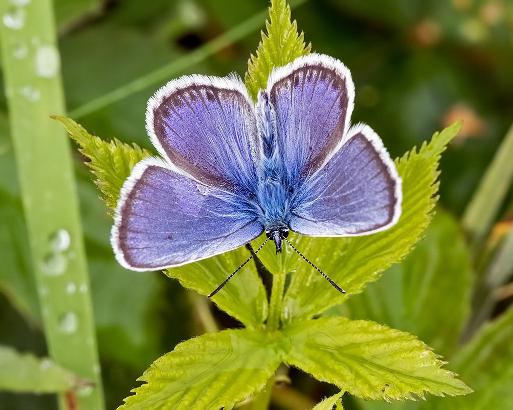 Silver-studded Blue