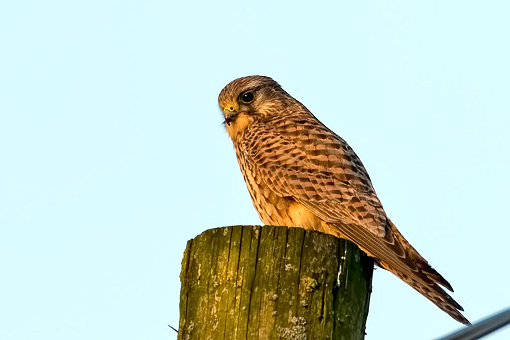 Kestrel