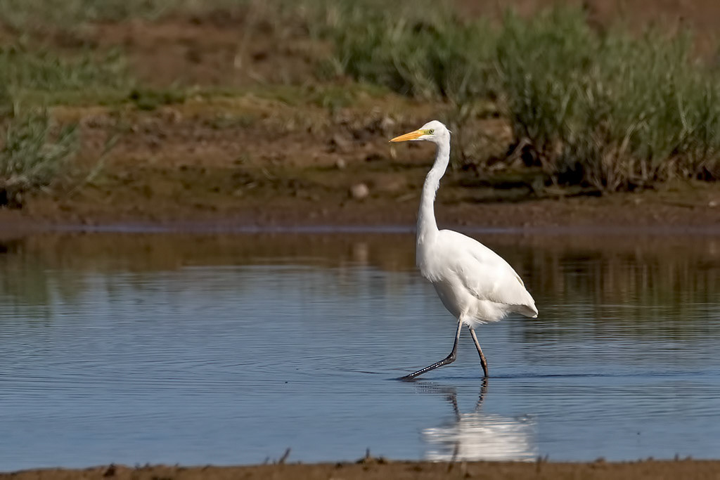 Great White Egret