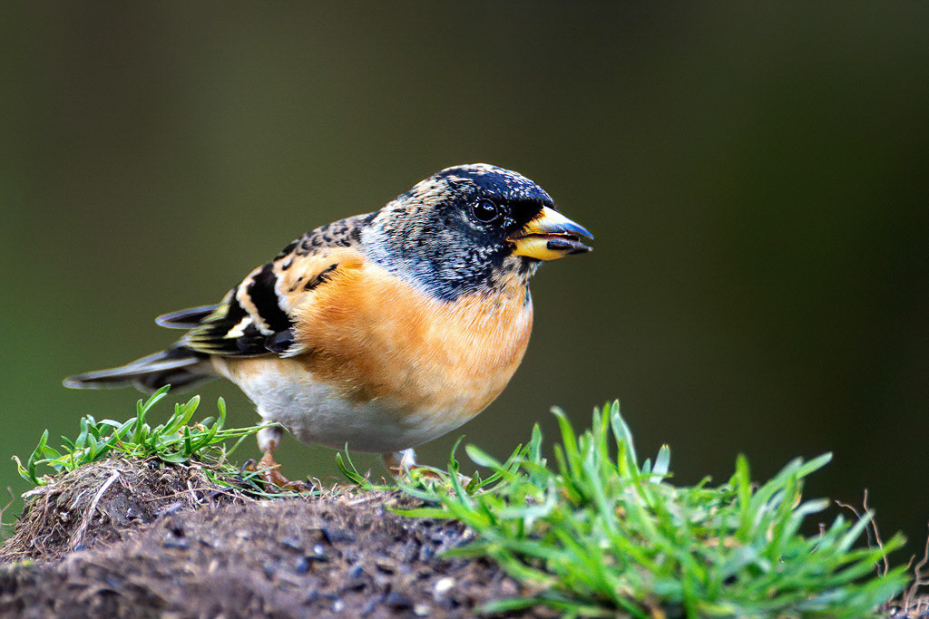Brambling