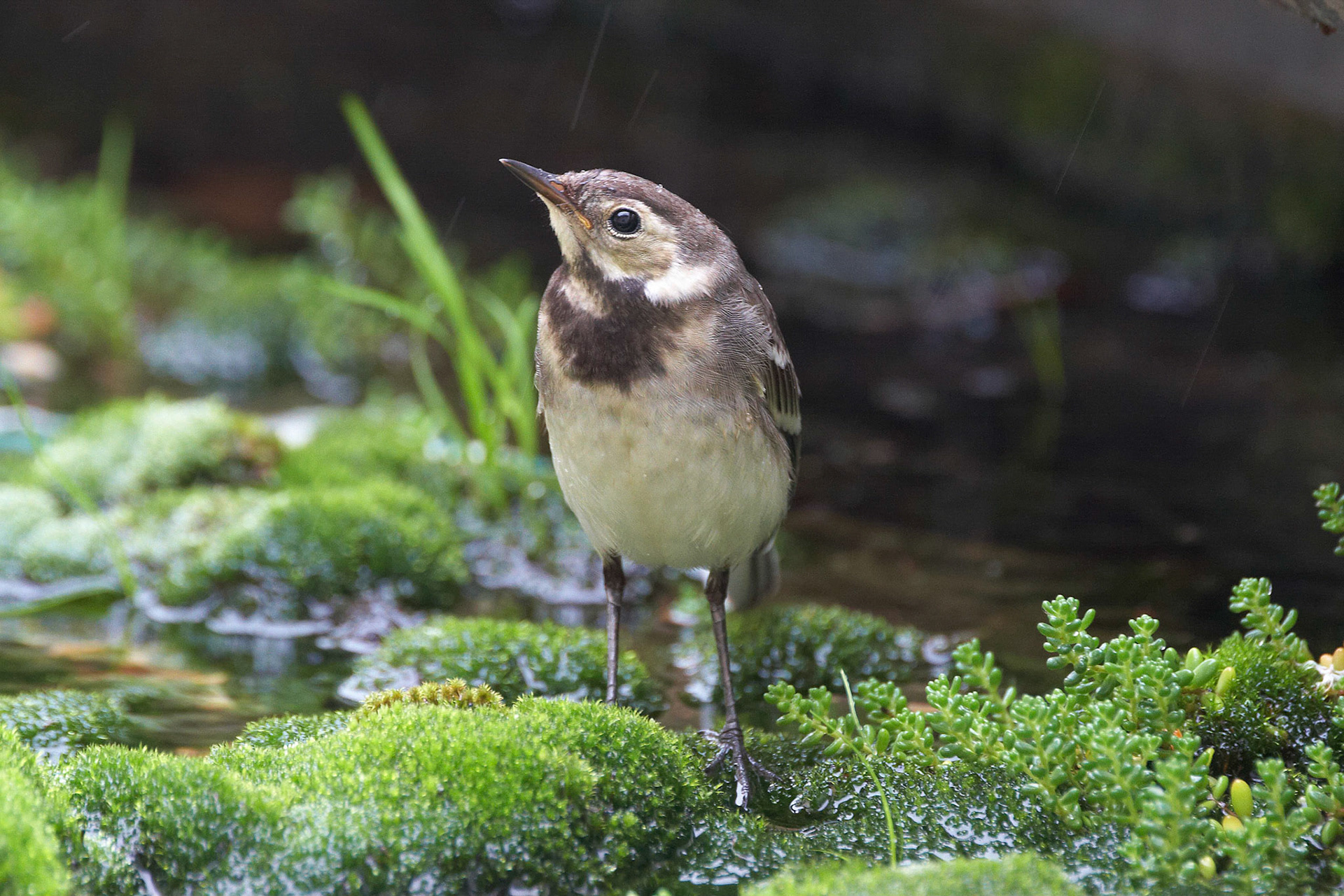 Pied Wagtail
