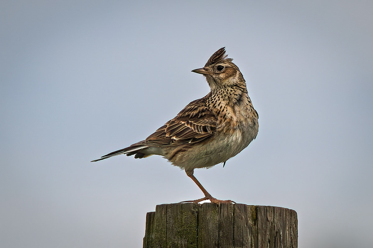 Skylark