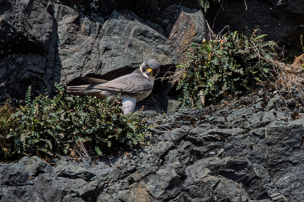 Peregrine
