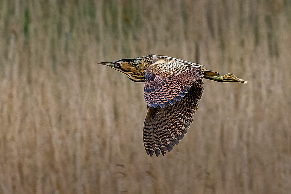 Bittern