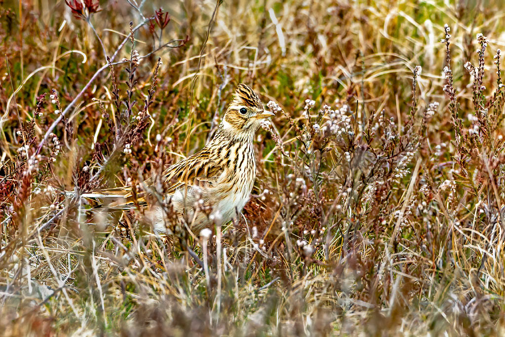 Skylark
