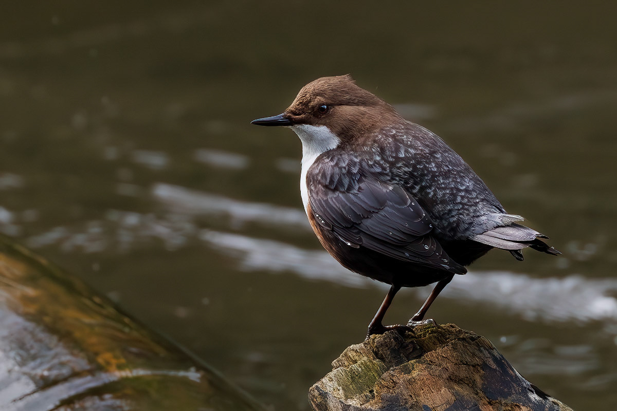 White-throated Dipper