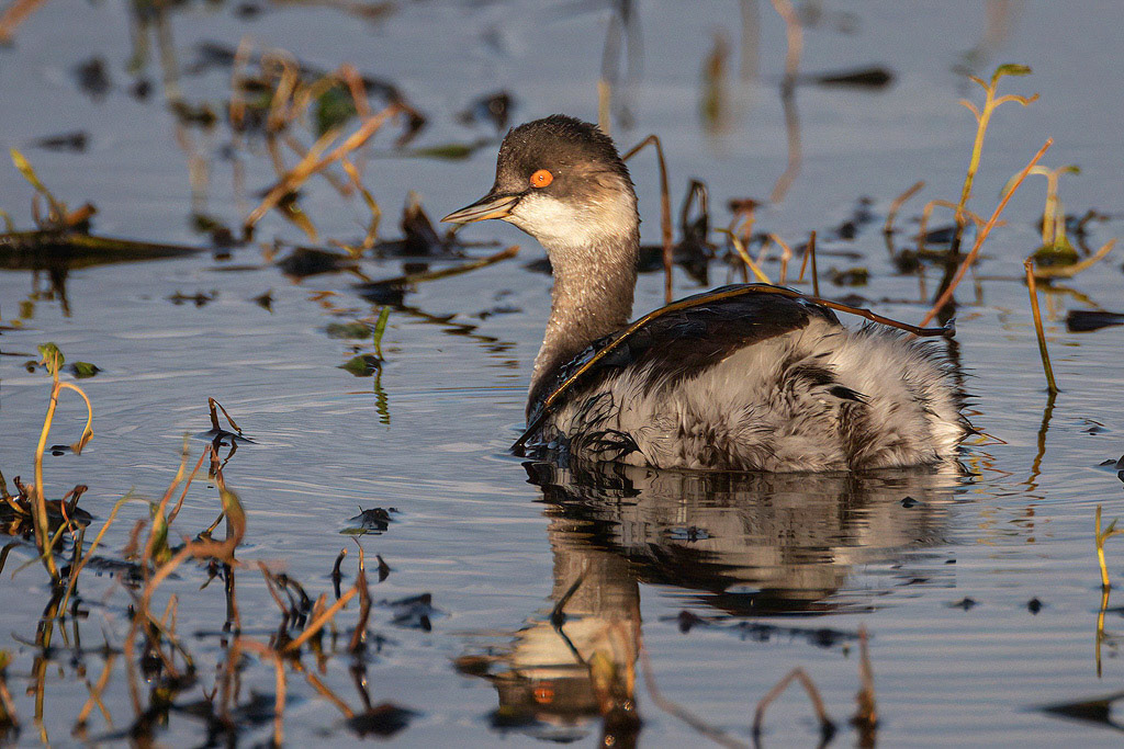 Black-necked Grebe