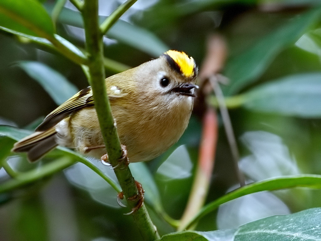 Goldcrest