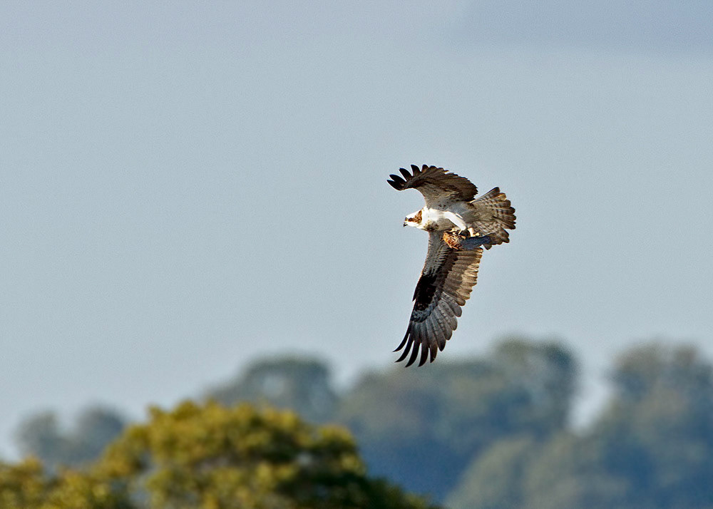 Osprey