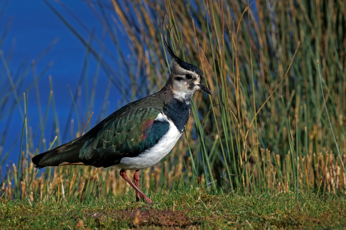 Lapwing