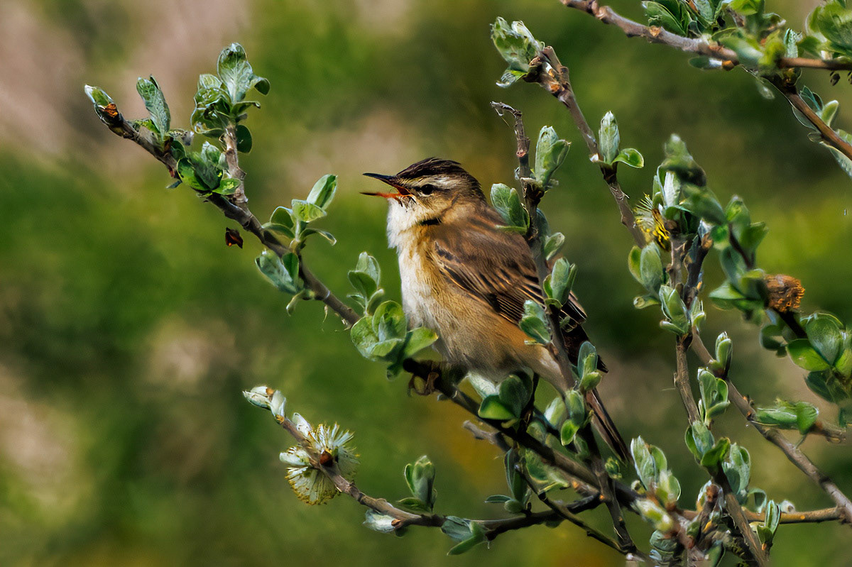 Sedge Warbler