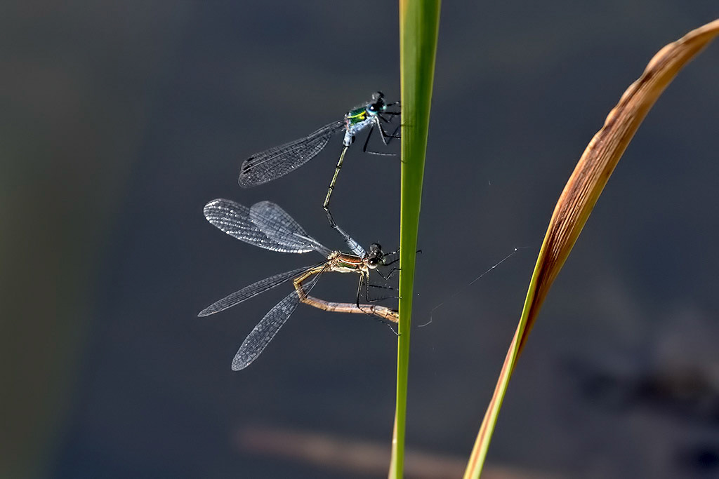 Emerald Damselfly