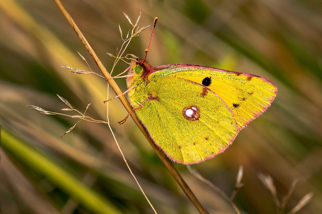 Clouded Yellow Butterfly