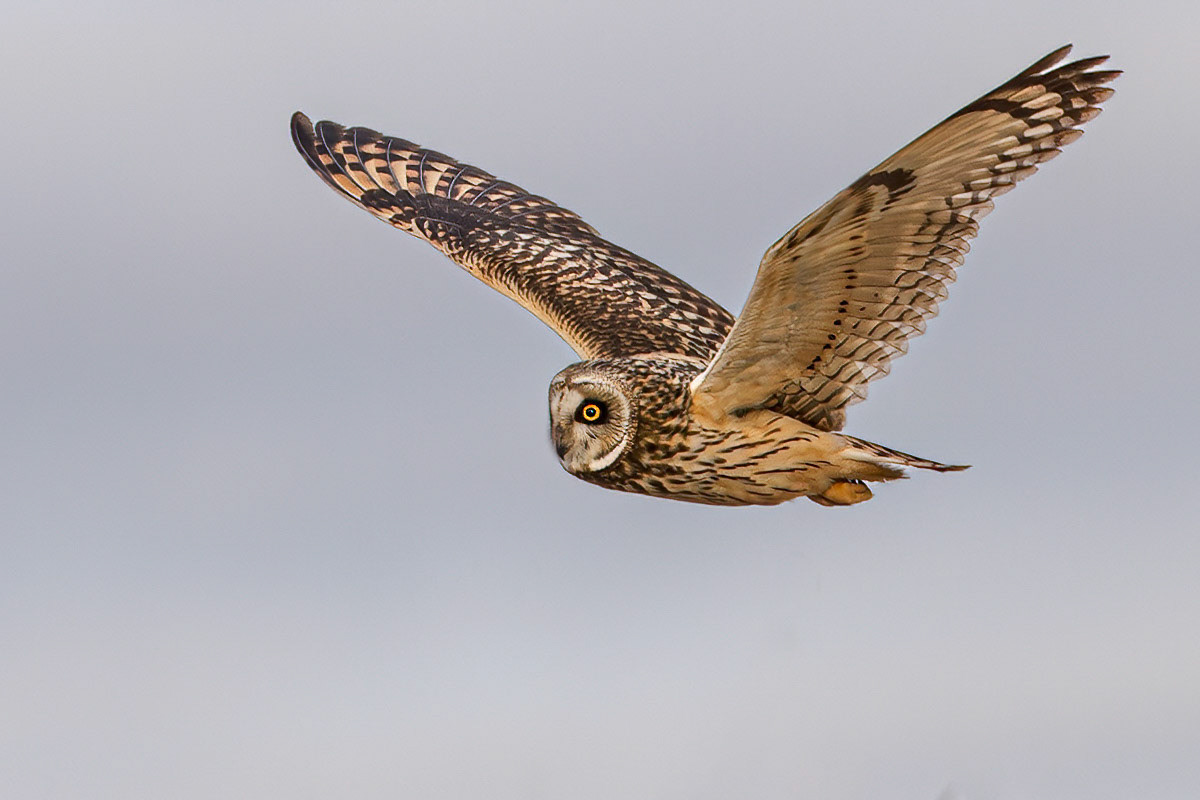 Short-eared Owl