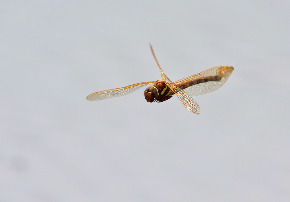 Brown Hawker