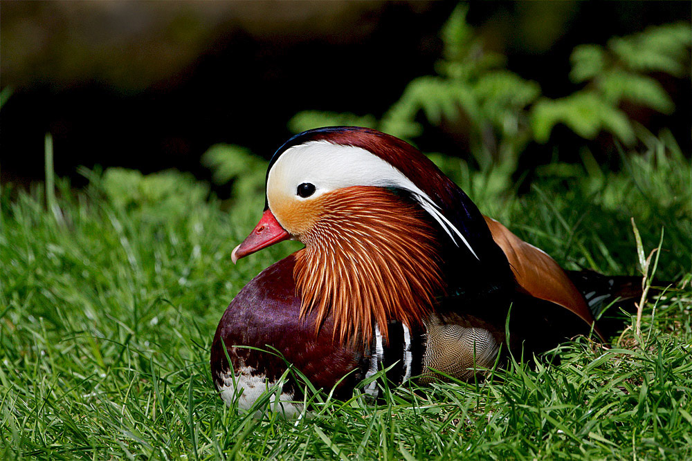 Mandarin Duck