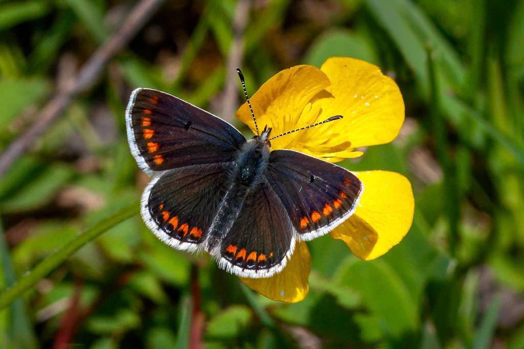 Brown Argus