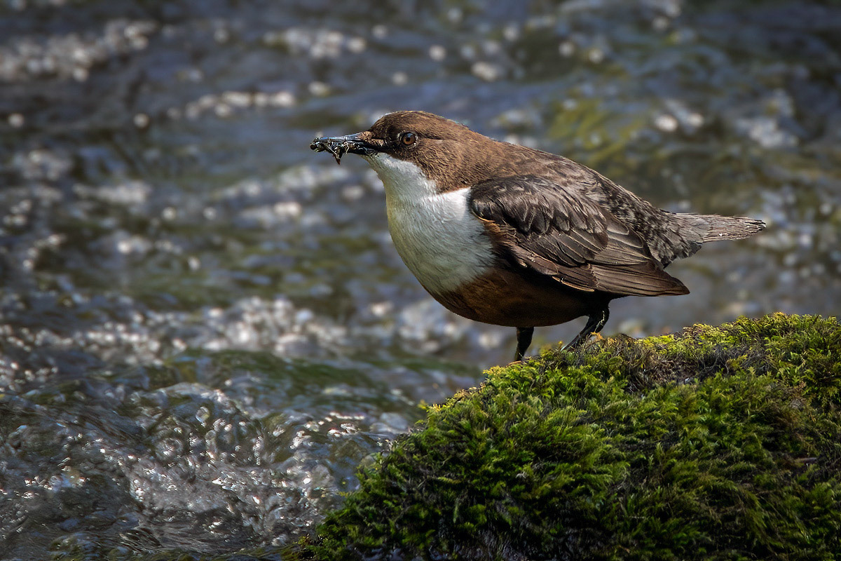 Dipper