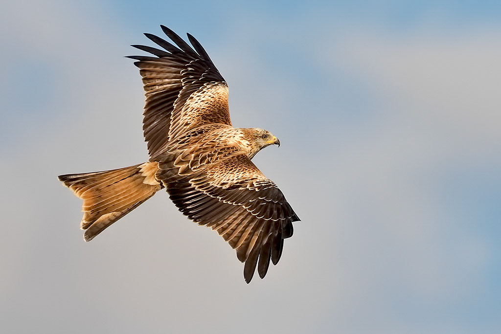 Red Kite
