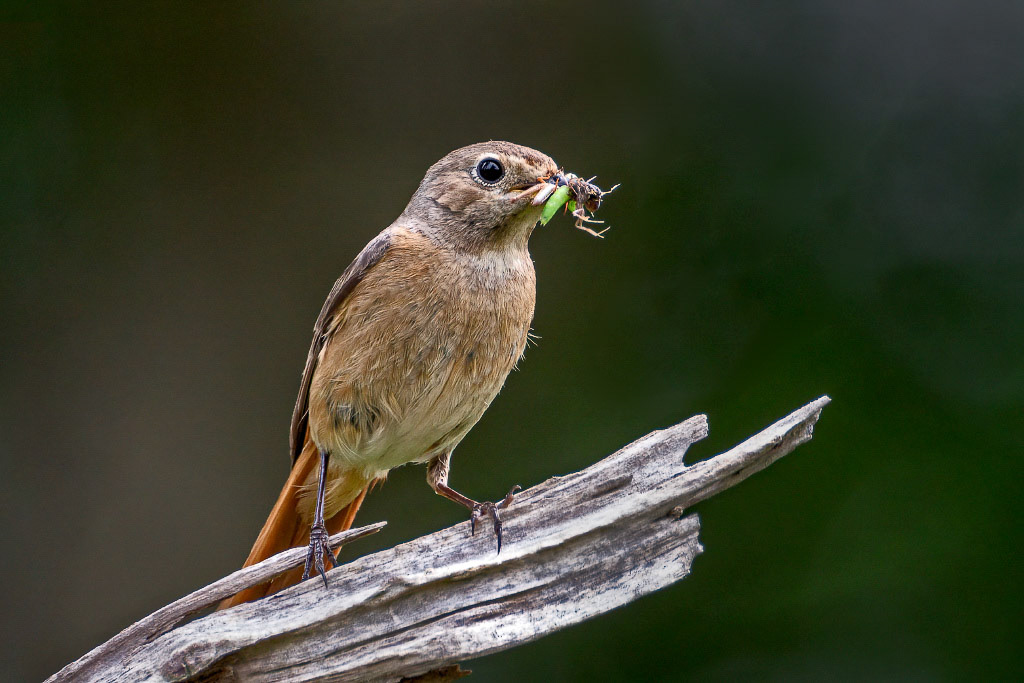 Redstart
