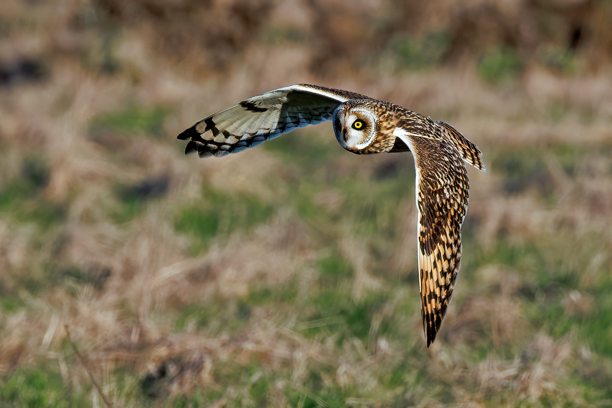 Short-eared Owl