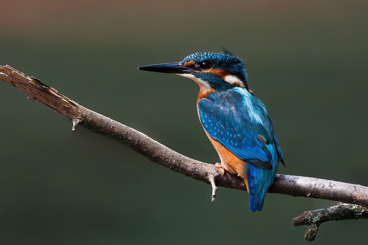 Kingfisher