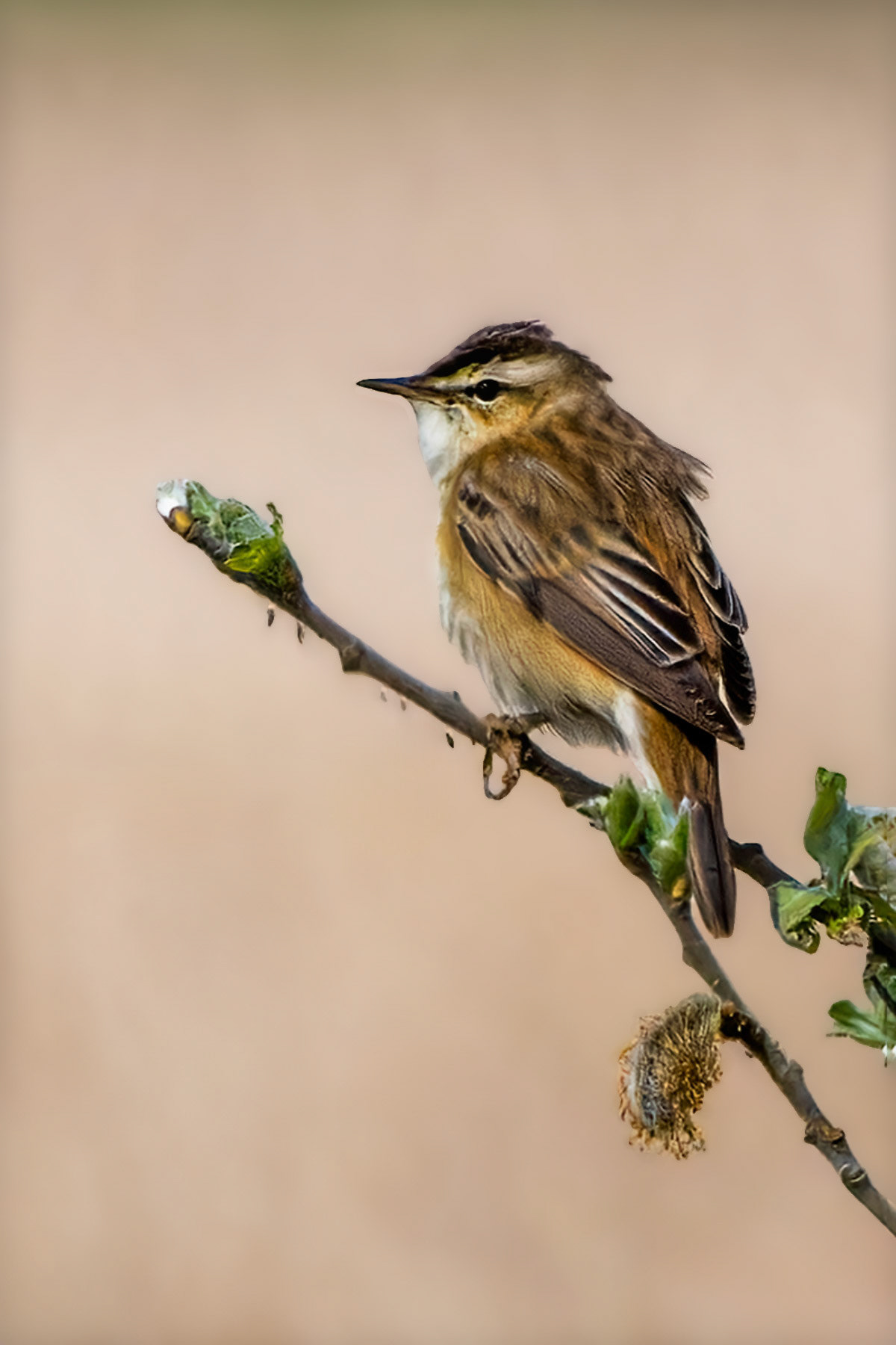 Sedge Warbler