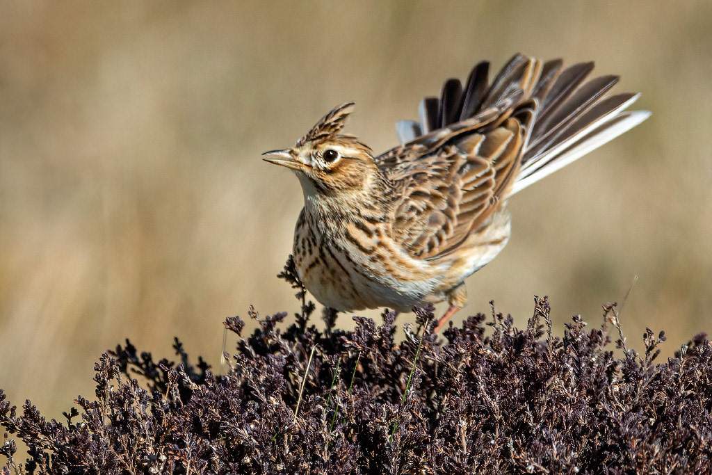 Skylark