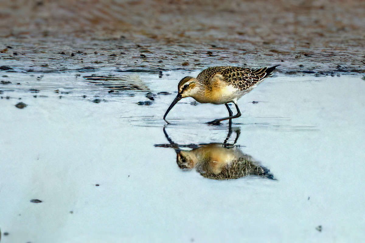 Curlew Sandpiper