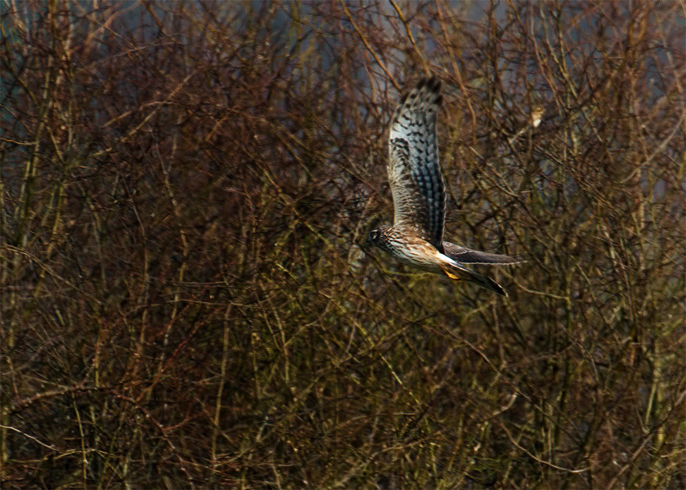 Hen Harrier